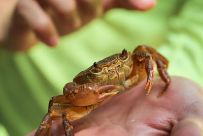 Close-up of hand holding leaf