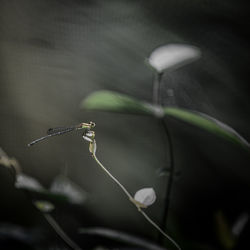 Close-up of flowering plant