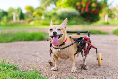 Happy cute little dog in wheelchair or cart walking in grass field.