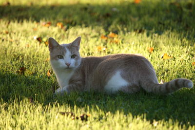 Portrait of cat sitting on field