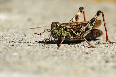 Close-up of insect