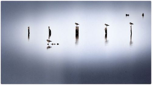 Bird flying over water