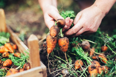 Close-up of hand holding mushroom