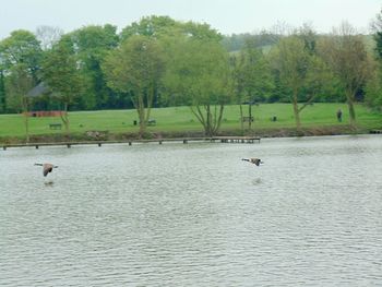 Scenic view of lake by trees against sky