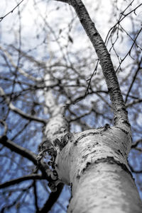 Low angle view of bare tree against sky