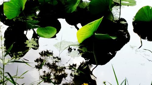 Close-up of water lily pads in lake