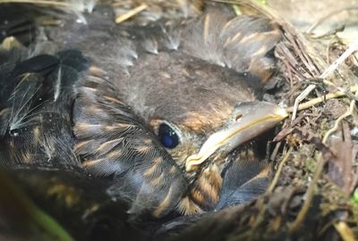 High angle view of bird