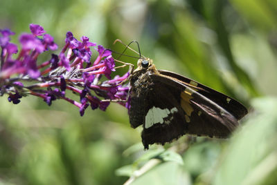 Close-up of butterfly on purple flower