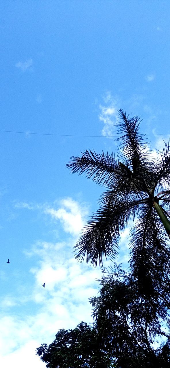 sky, tree, low angle view, plant, nature, cloud, no people, bird, beauty in nature, silhouette, palm tree, blue, animal themes, day, branch, flying, tropical climate, animal, wind, outdoors, growth, wildlife, sunlight, tranquility, animal wildlife, scenics - nature, flower, tranquil scene