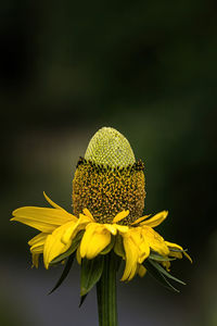 Close-up of yellow sunflower