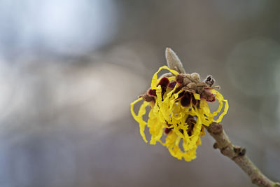 Close-up of wilted flower