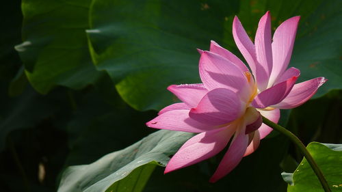 Close-up of pink lotus water lily