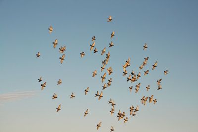 Low angle view of birds flying in the sky