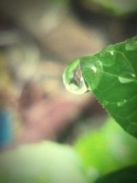 Close-up of water drops on leaf