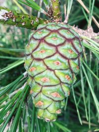 Close-up of leaves