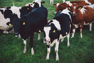 High angle view of cows standing on grassy field