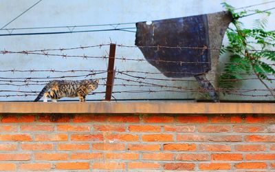 Cat on brick wall