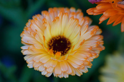 Close-up of orange flower