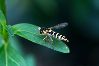 Close-up of bee on leaf