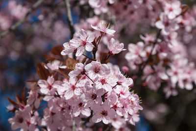 Close-up of pink cherry blossom