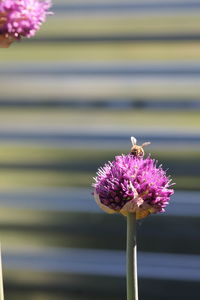 Close-up of insect on pink flower