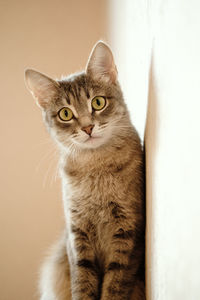 Close-up portrait of tabby cat at home