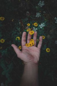 High angle view of human hand holding yellow flowering plants