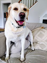 Portrait of dog sitting at home