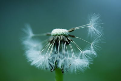 Close-up of dandelion against blurred background