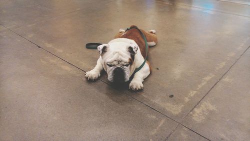 High angle view of english bulldog resting on footpath