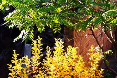 Plant growing on a wall