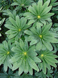 High angle view of plant on field