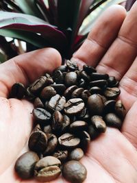 Close-up of hand holding coffee beans