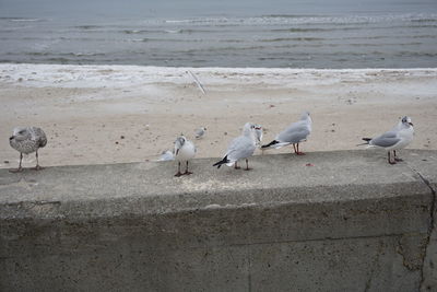 Seagulls on beach