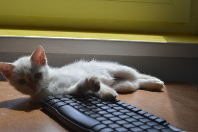 Siamese white kitten.domestic animals