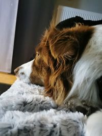 Close-up of a dog sleeping