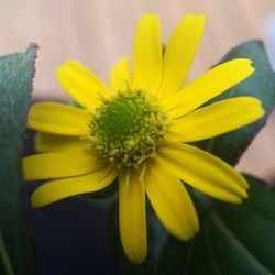 Close-up of yellow flower