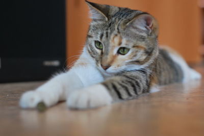 Close-up portrait of a cat resting on floor at home