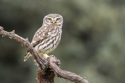 Close-up portrait of owl perching on branch