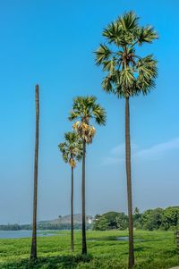 Trees on grassy field