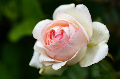 Close-up of wet pink rose