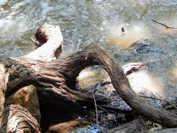 High angle view of driftwood in forest