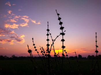 Silhouette plants on field against sky during sunset