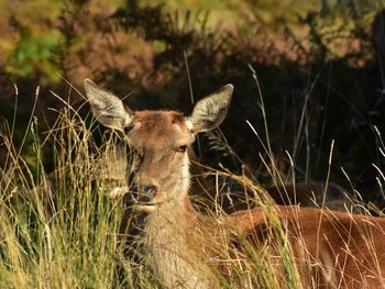 Portrait of deer on field