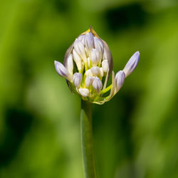 Close-up of flower against blurred background