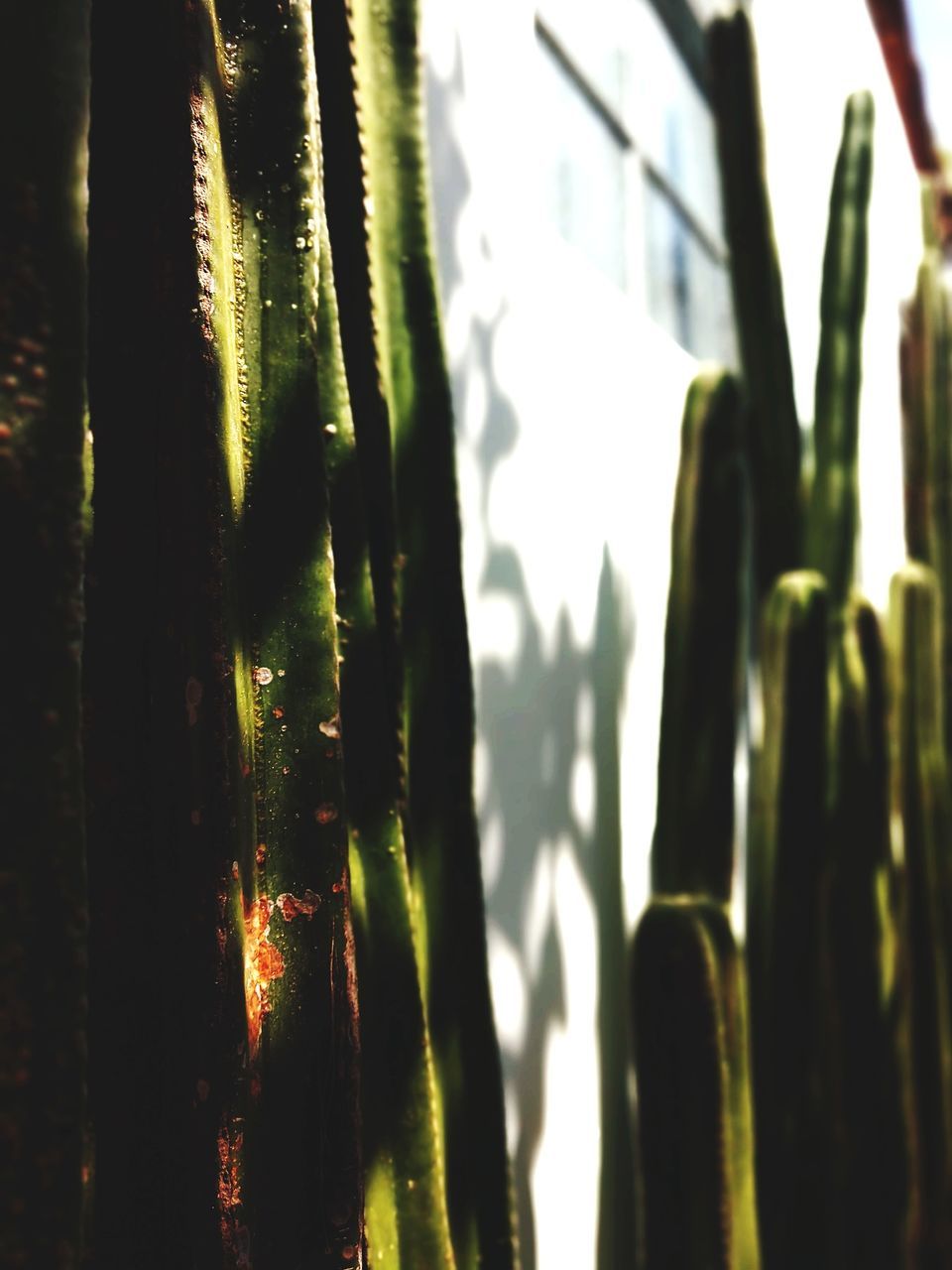 no people, indoors, close-up, day, nature, green color, focus on foreground, glass - material, sunlight, growth, transparent, window, plant, still life, beauty in nature, selective focus, reflection, cactus, pattern