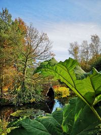 Green leaves on tree against sky