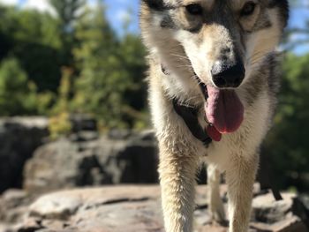 Close-up of dog against sky