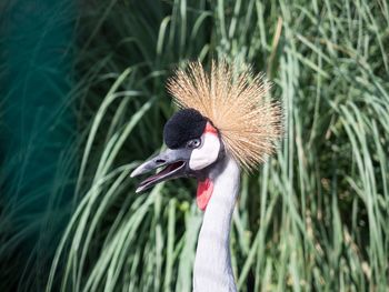 Close-up of bird on grass