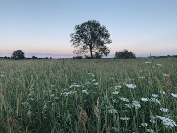Scenic view of agricultural field against clear sky